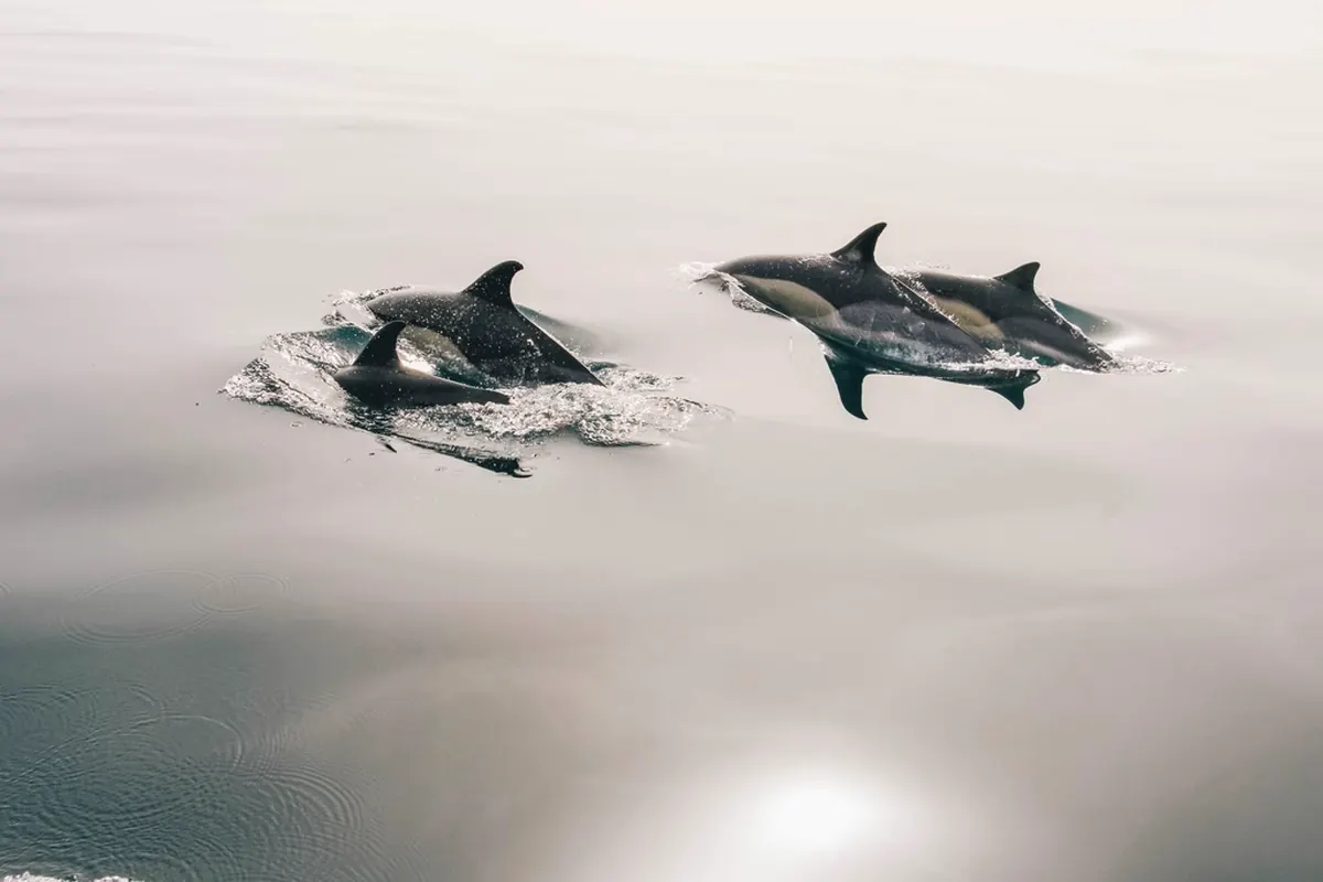 Drømme om delfin
