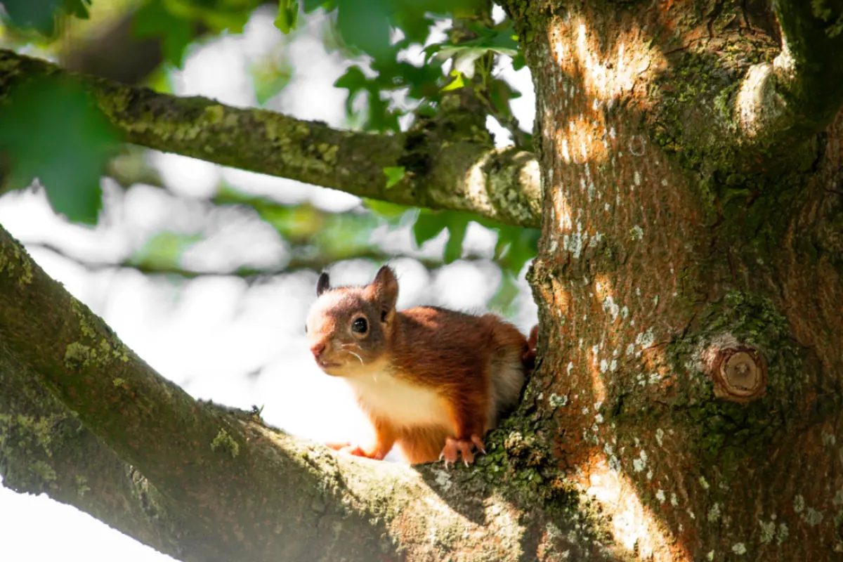 Orava unessa