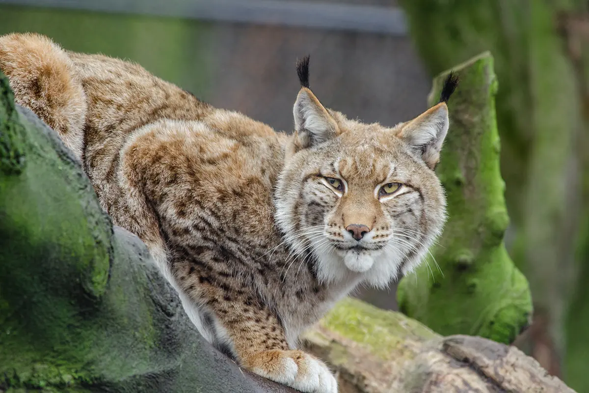Kesy ilves unessa