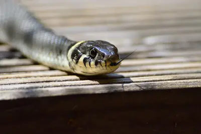 En orm som ligger hoprullad på torrt gräs