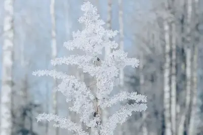 Ett frosttäckt träd i ett stilla, snötäckt vinterlandskap