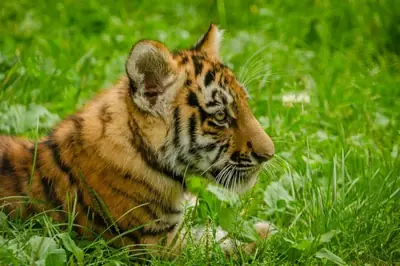 En ung tiger som ligger i högt gräs