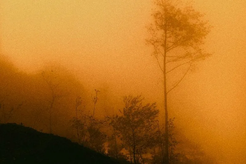 En skog i orange dis