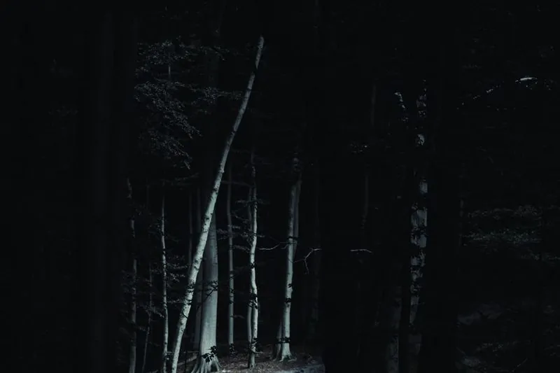 En mörk skogsstig på natten
