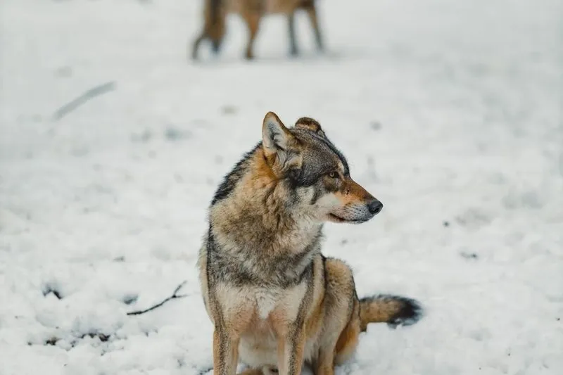 Vargar i en snöig skog